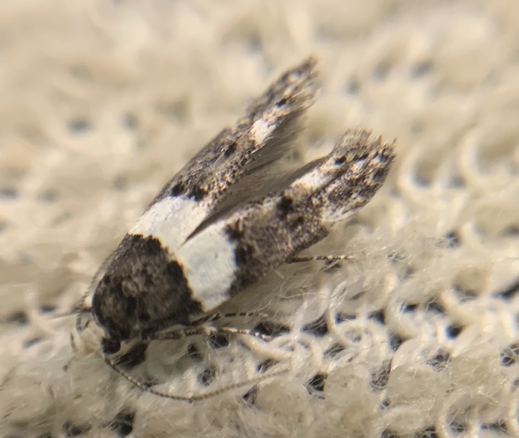 Recurvaria leucatella - nagy vörös-rügysodrómoly