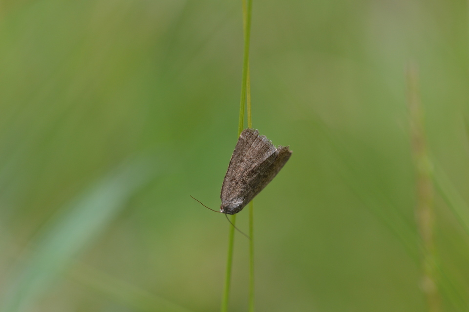 Acosmetia caliginosa - imolabagoly