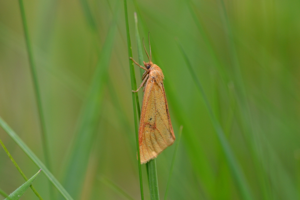 Diacrisia sannio - vörösszélű medvelepke