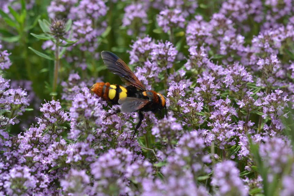 Megascolia maculata - óriás-tőrösdarázs