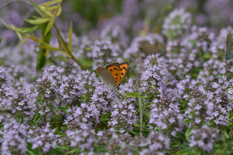 Lycaena phlaeas - közönséges tűzlepke