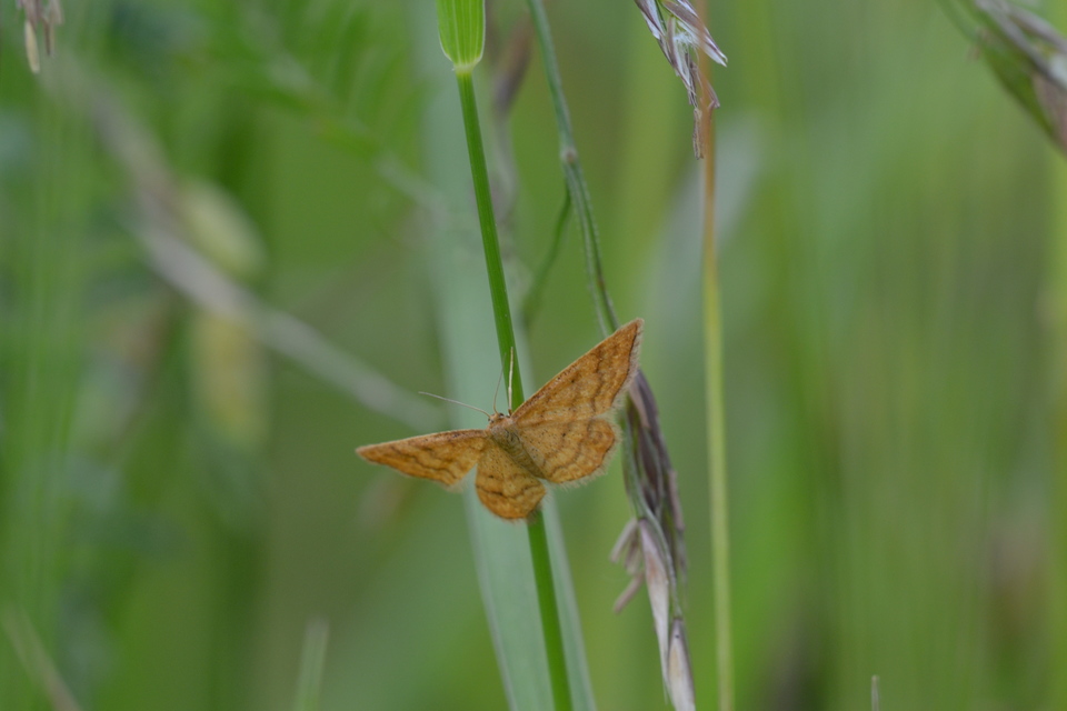 Idaea serpentata - kis sávosaraszoló