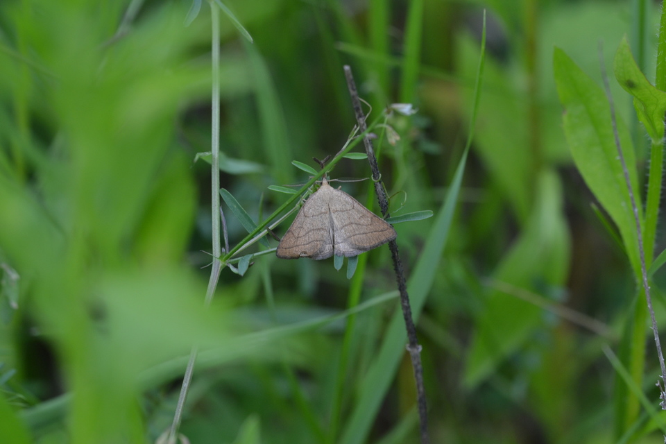 Polypogon tentacularia - sötétaljú karcsúbagoly