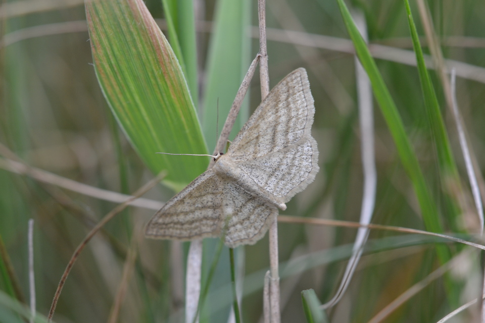 Scopula virgulata - vesszős sávosaraszoló