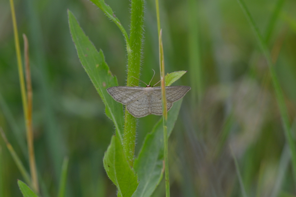 Scopula virgulata - vesszős sávosaraszoló