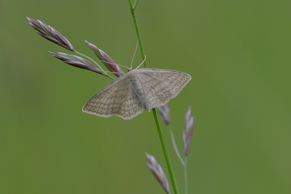Scopula virgulata - vesszős sávosaraszoló