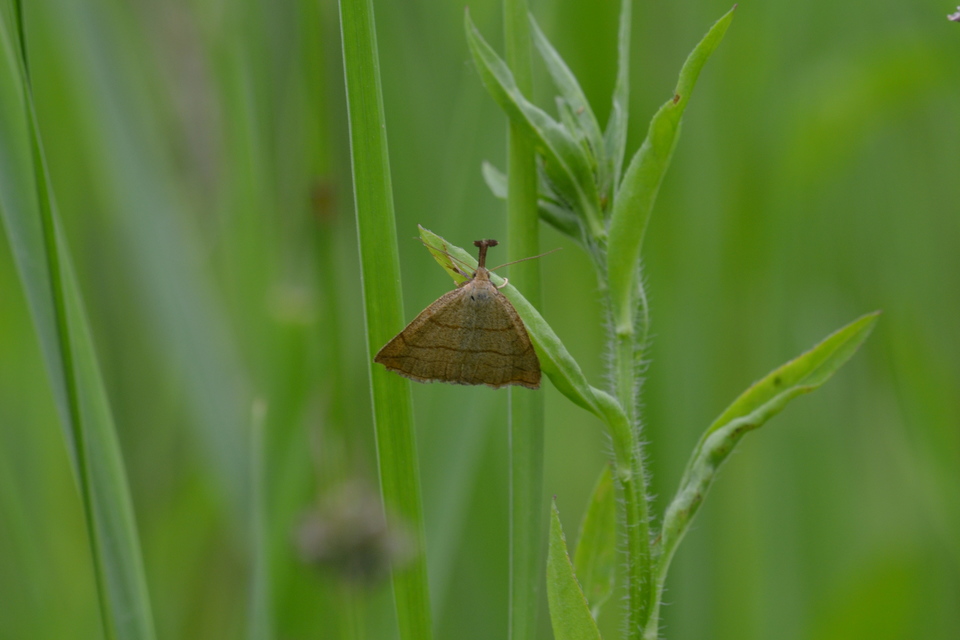 Polypogon tentacularia - sötétaljú karcsúbagoly