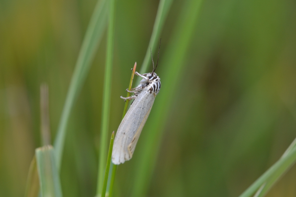 Spiris striata - csíkos molyszövő