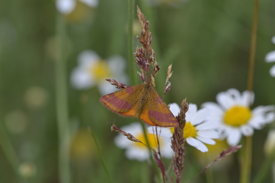 Lythria cruentaria - bíborcsíkos araszoló