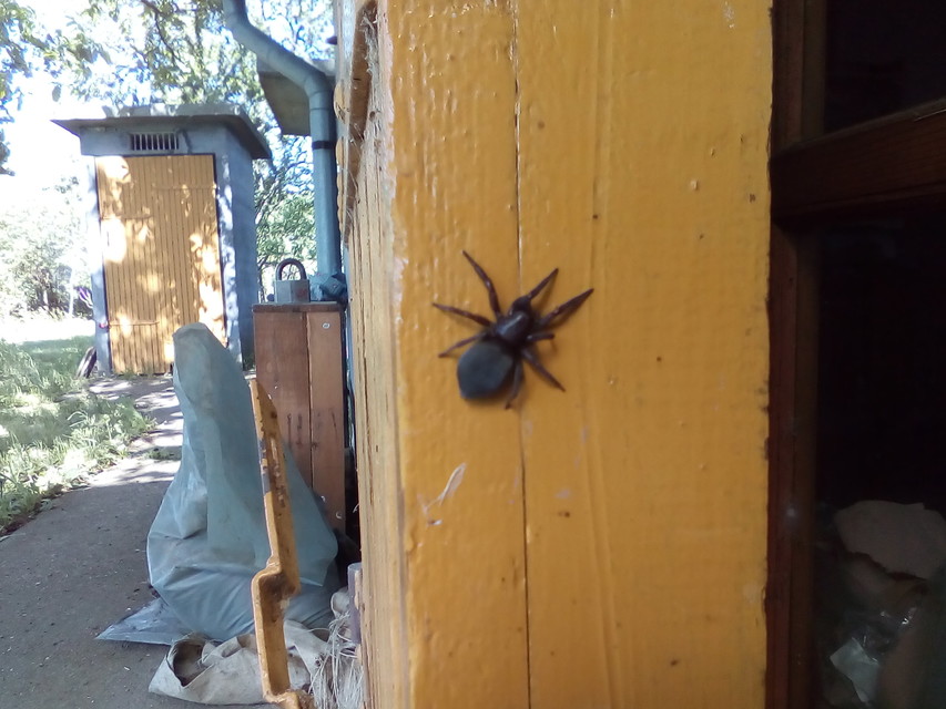 Scotophaeus