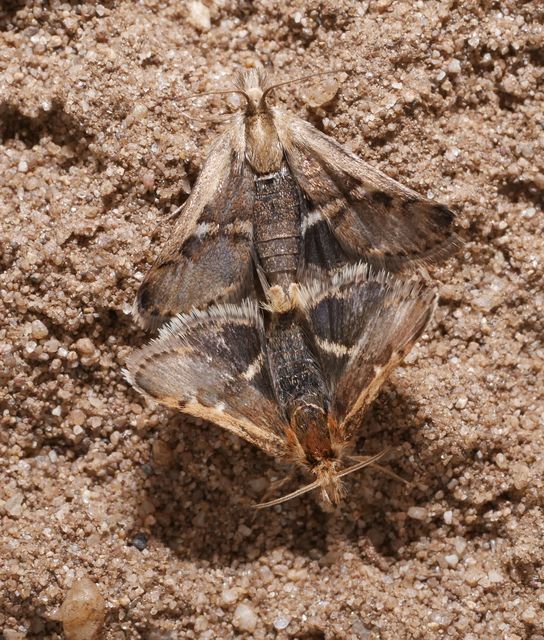 Titanio normalis - szulákszövő kormosmoly