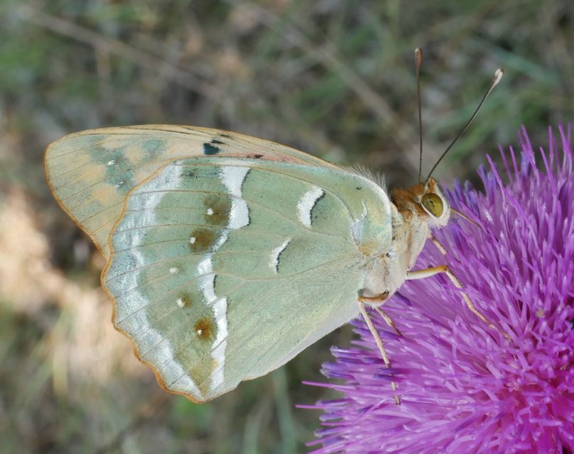Argynnis pandora - zöldes gyöngyházlepke