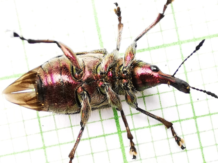 Rhynchites auratus - aranyos eszelény Rhynchites auratus - aranyos eszelény