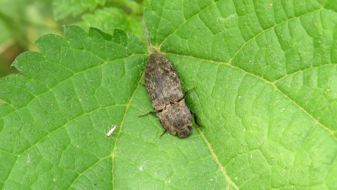 Agrypnus murinus - egérszínű pikkelyespattanó