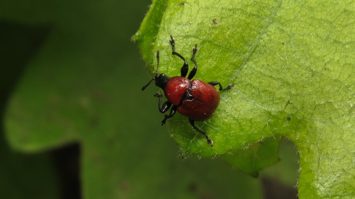 Attelabus nitens - tölgy-levélsodró