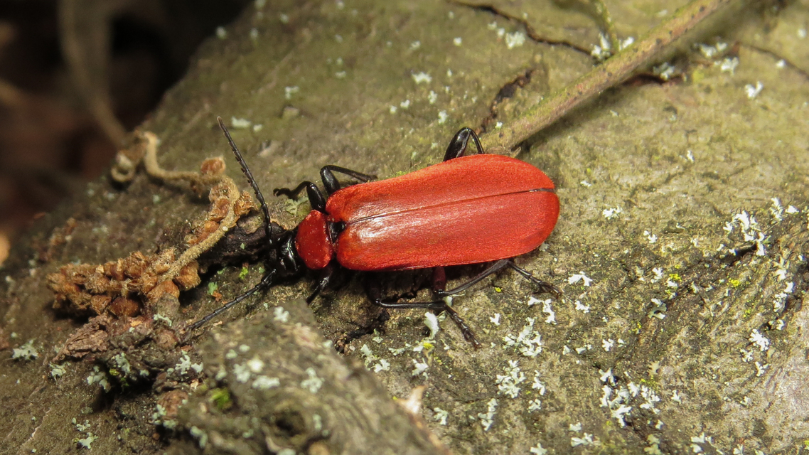 Pyrochroa coccinea - nagy bíborbogár