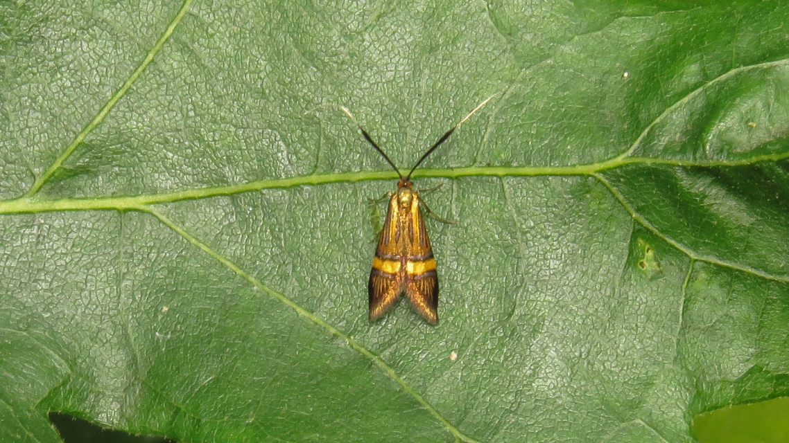 Nemophora degeerella - pompás tőrösmoly