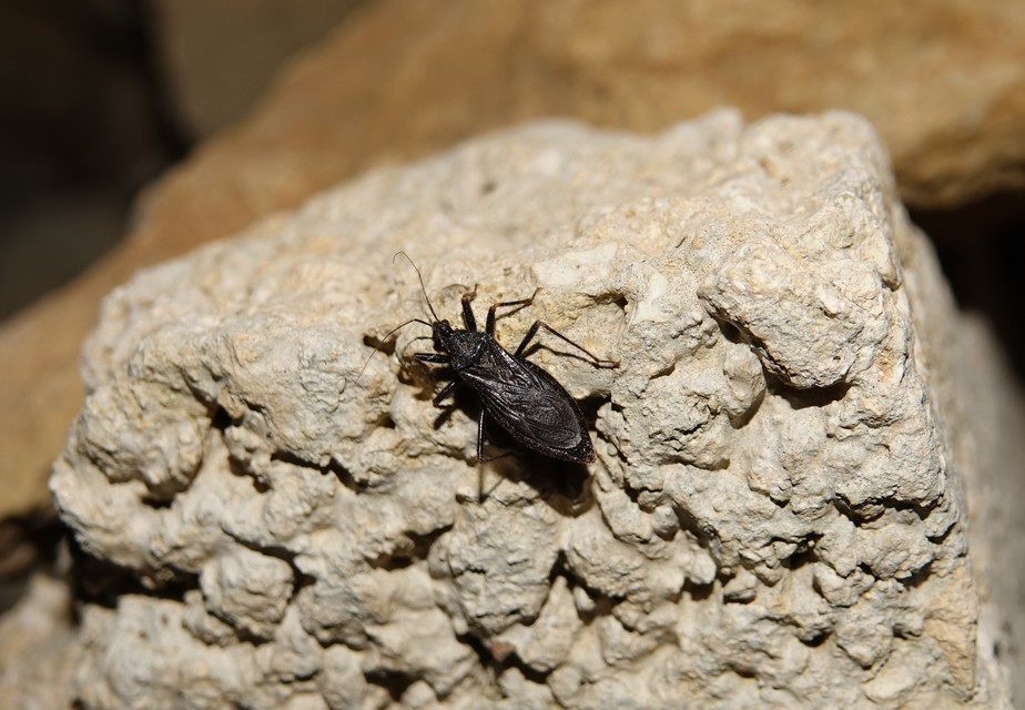 Reduvius personatus - szemetes zugpoloska
