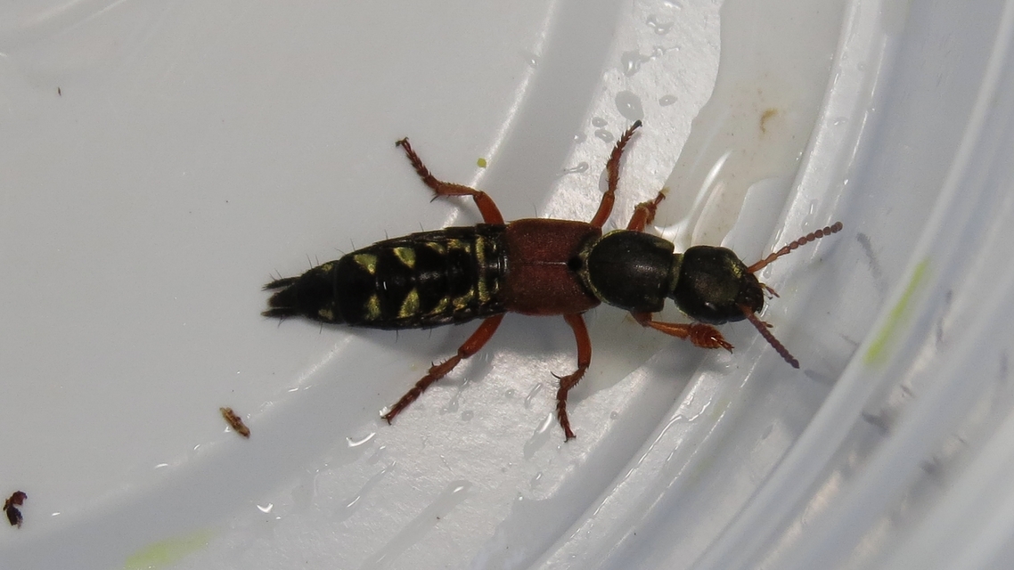 Staphylinus caesareus - aranysujtásos holyva