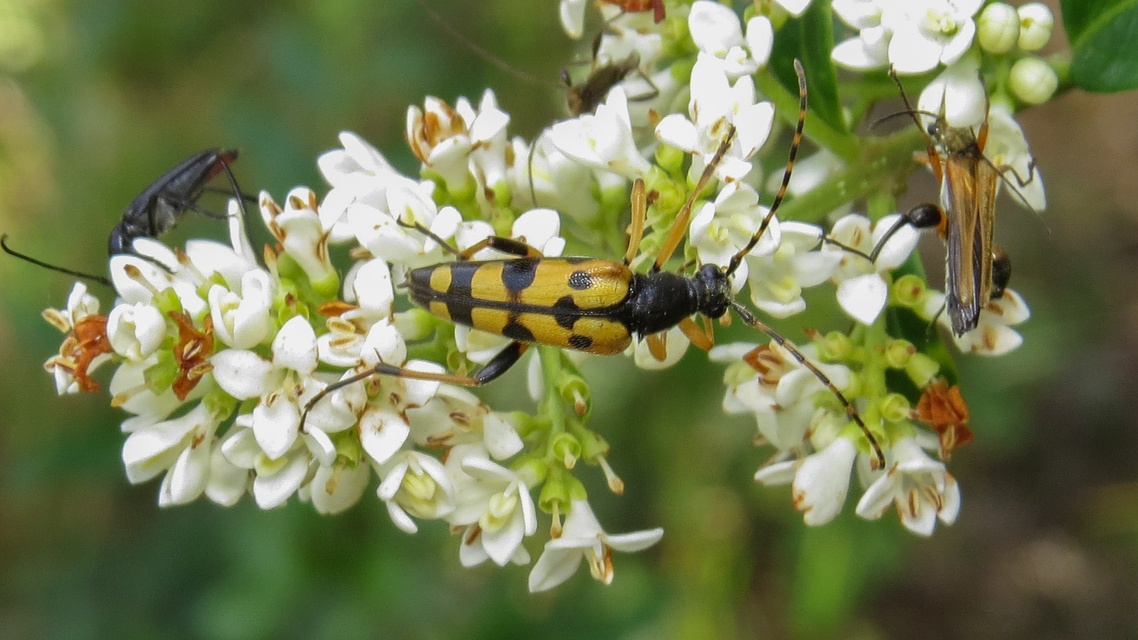 Rutpela maculata - tarkacsápú karcsúcincér