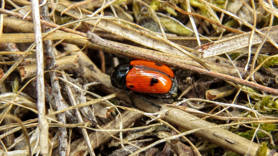 Cryptocephalus bipunctatus - kétpettyes zömökbogár
