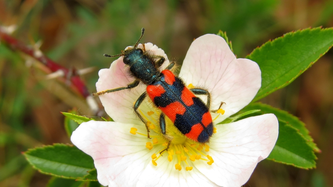 Trichodes favarius - hatfoltos méhészbogár