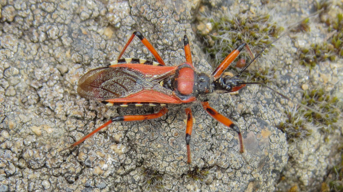 Rhynocoris iracundus - közönséges gyilkospoloska