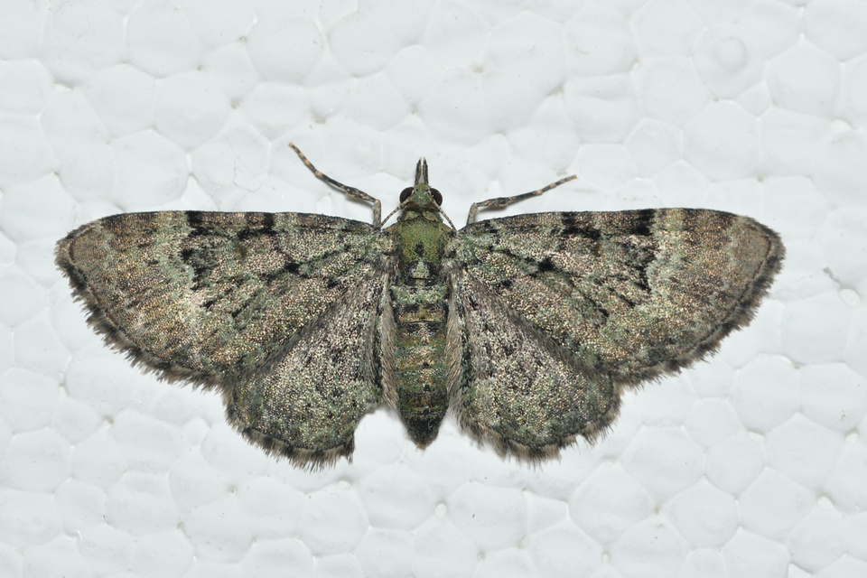 Pasiphila rectangulata - almavirág-araszoló
