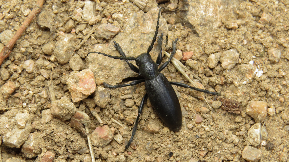 Dorcadion aethiops - fekete gyalogcincér