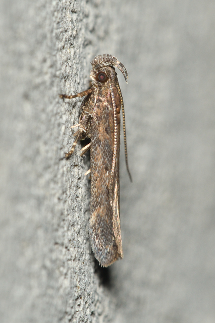Chionodes distinctella - ürömszövő örvösmoly