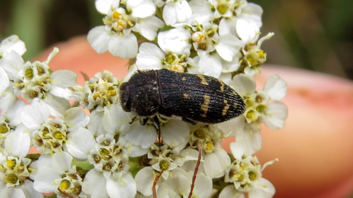 Acmaeoderella flavofasciata - sárgacsíkos zömökdíszbogár