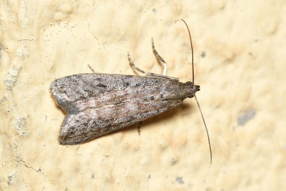 Ephestia elutella - készletmoly