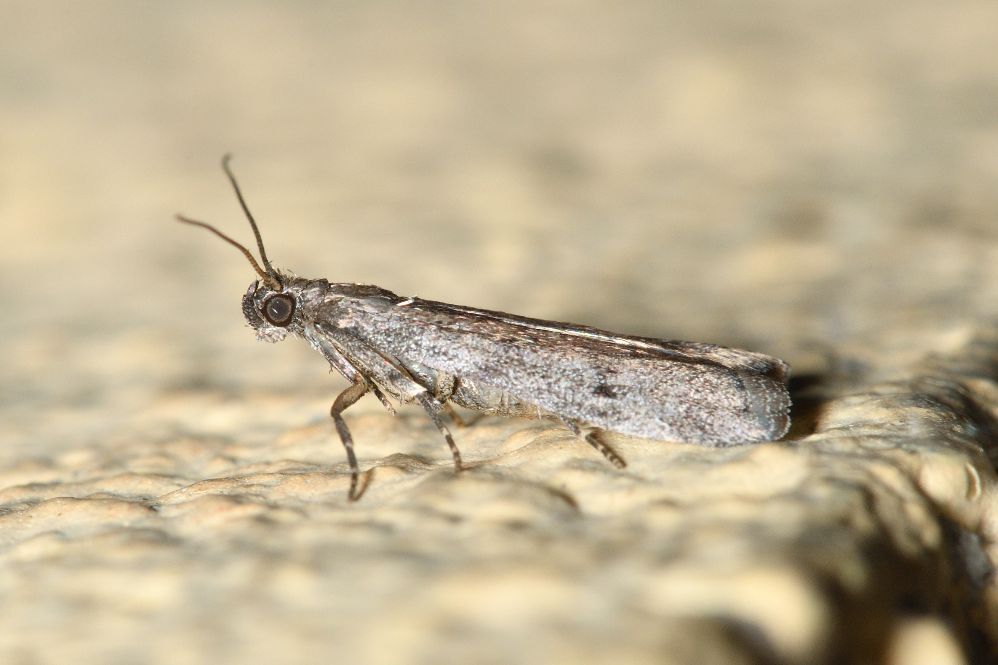 Ephestia elutella - készletmoly