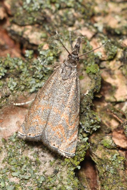 Platytes cerussella - törpe fűgyökérmoly