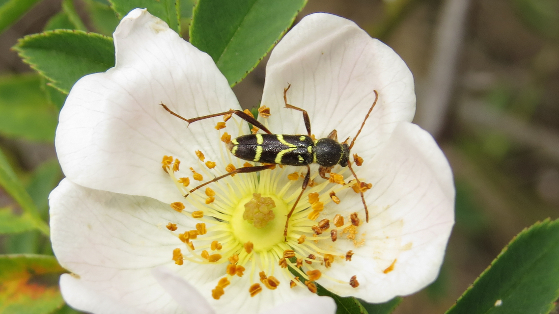 Clytus arietis - közönséges darázscincér