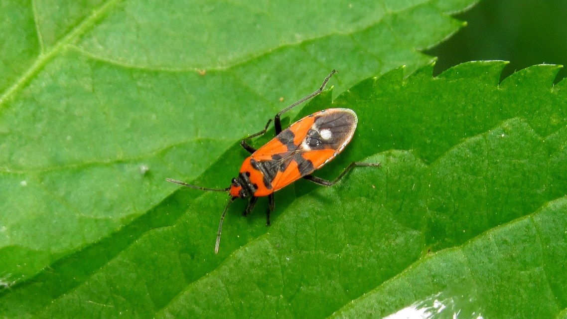 Lygaeus equestris/simulans