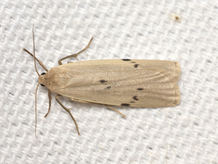 Pelosia muscerda - hamvas zuzmószövő