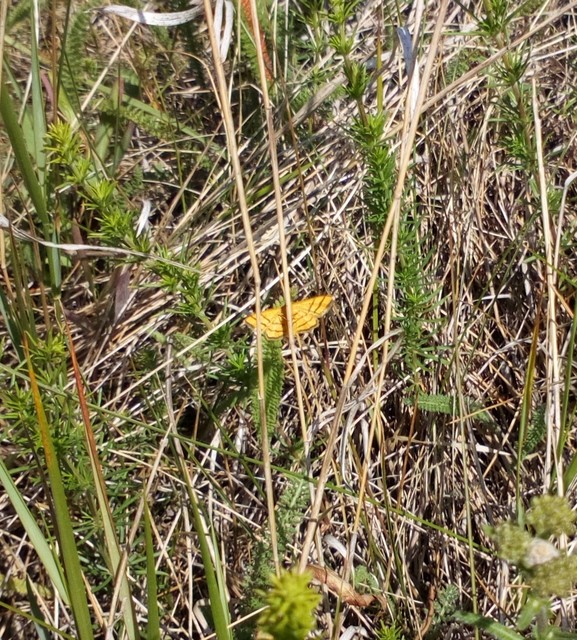 Idaea aureolaria - aranyos sávosaraszoló