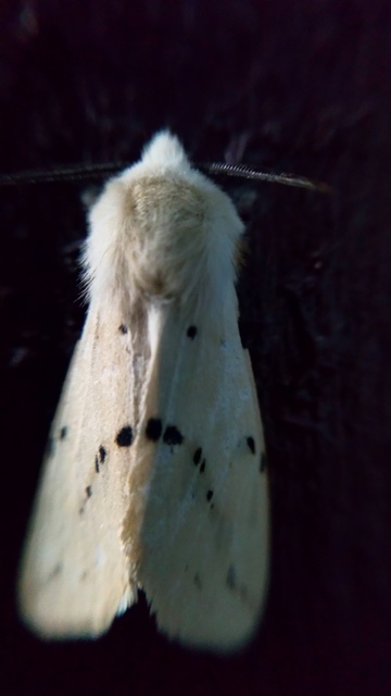Spilarctia lutea - sárgás medvelepke