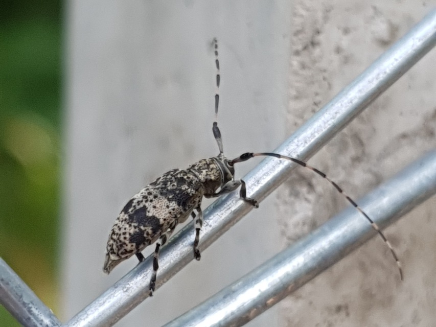 Leiopus nebulosus - öves gesztcincér