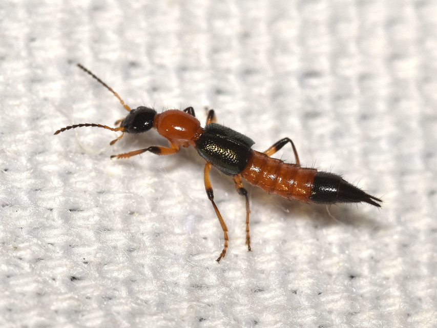 Paederus