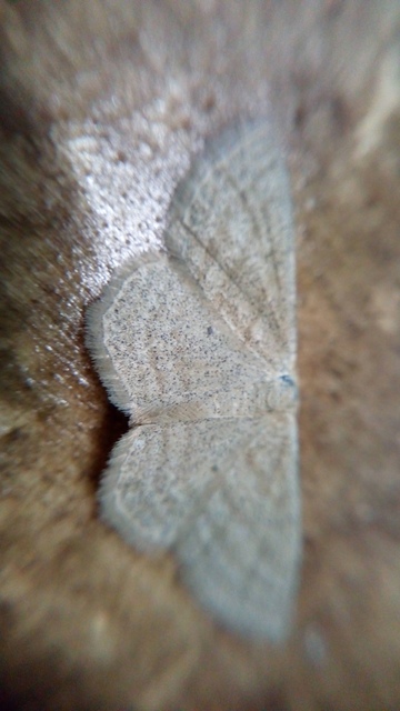 Scopula virgulata - vesszős sávosaraszoló