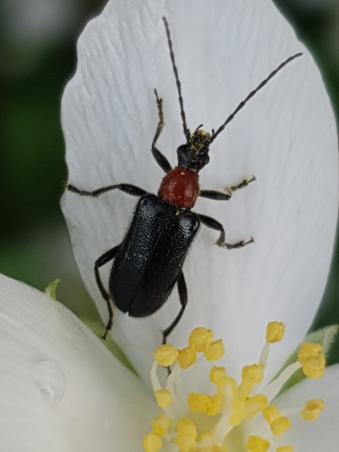 Dinoptera collaris - vörösnyakú virágcincér