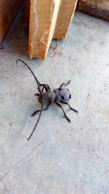 Morimus asper funereus - gyászcincér