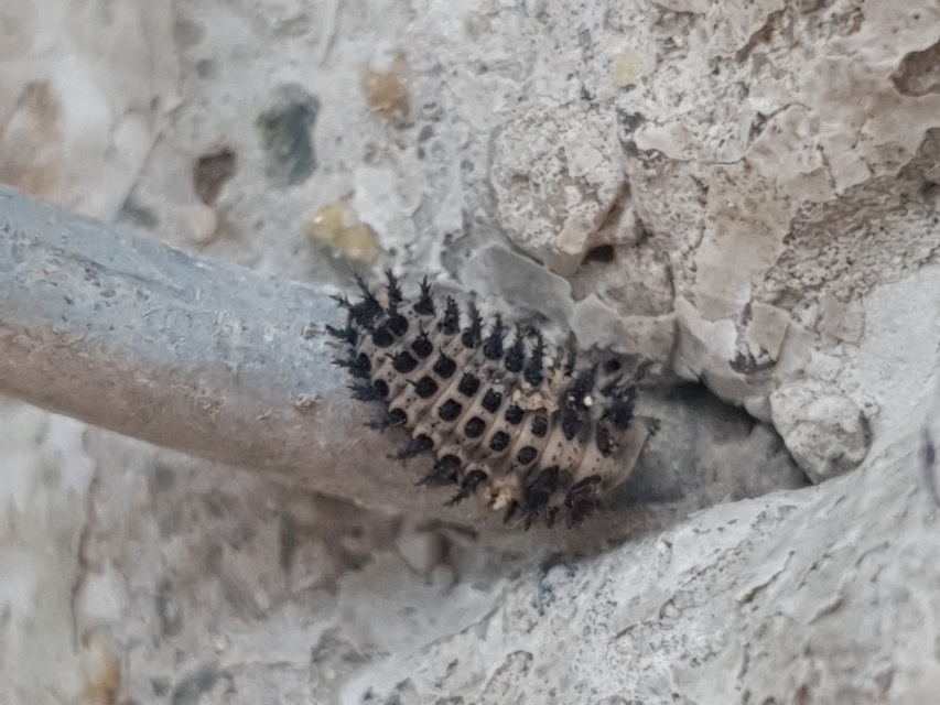 Exochomus quadripustulatus - négyfoltos szerecsenkata
