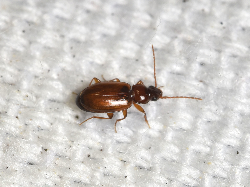 Trechus quadristriatus - közönséges fürgefutonc