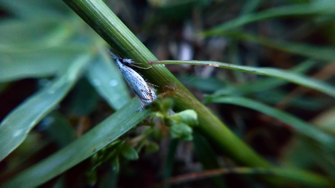 Holoscolia huebneri - sarlósszárnyú csíkosmoly