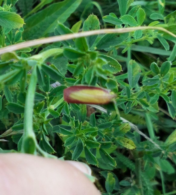 Oncocera semirubella - lucernamoly