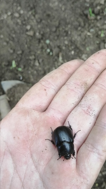 Pentodon idiota - butabogár
