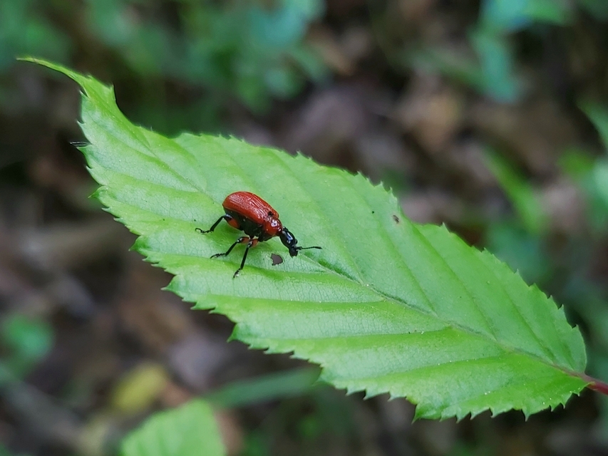 Apoderus coryli - mogyoró-levélsodró